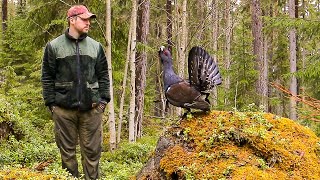 Galen tjädertupp - Tjäder - Tjäderspel - Capercaillie