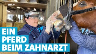 Karies auf der Spur: Unterwegs mit einer Pferde-Zahnärztin in der Pfalz