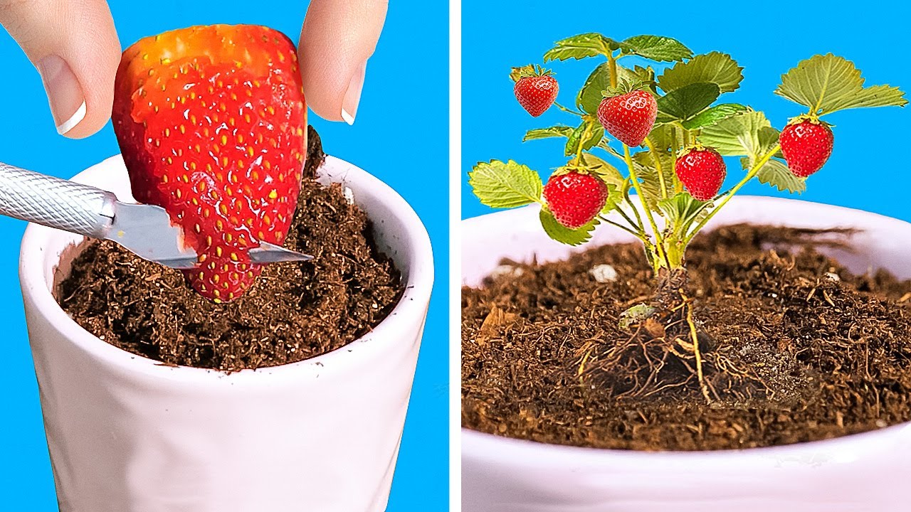 48 SIMPLE WAYS TO GROW your mini garden and make your plants blossom
