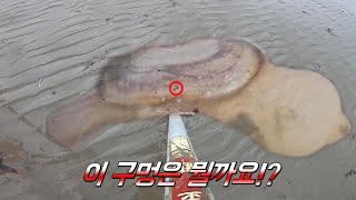 갯벌 낮해루질 홍맛조개,개불,떡조개 구멍만 알면 잡을 수 있다