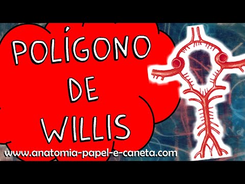 Artérias do encéfalo (Parte 1/3) - POLÍGONO DE WILLIS