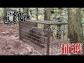 すぐに捕獲！と思いきや2週間を要しました...