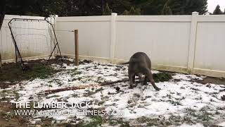 Big Dogs Love Trees L Bluenose Pitbull Chomps Tree In Half Manmade Kennels Pitbull Puppies