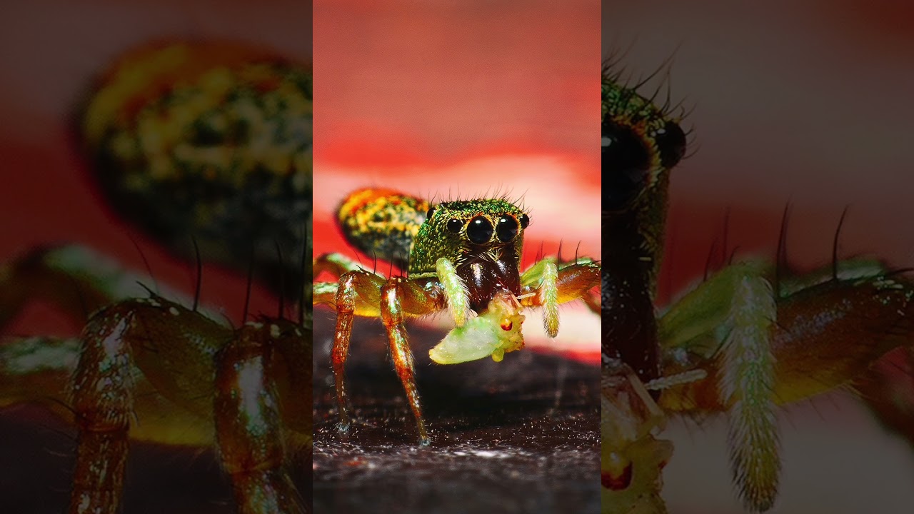 The Peacock Spider's Colorful Dance
