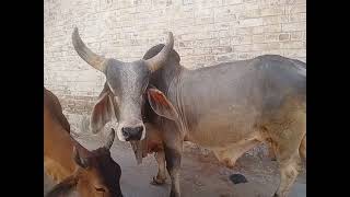 Cow Mate|| Still waiting for male cow mood