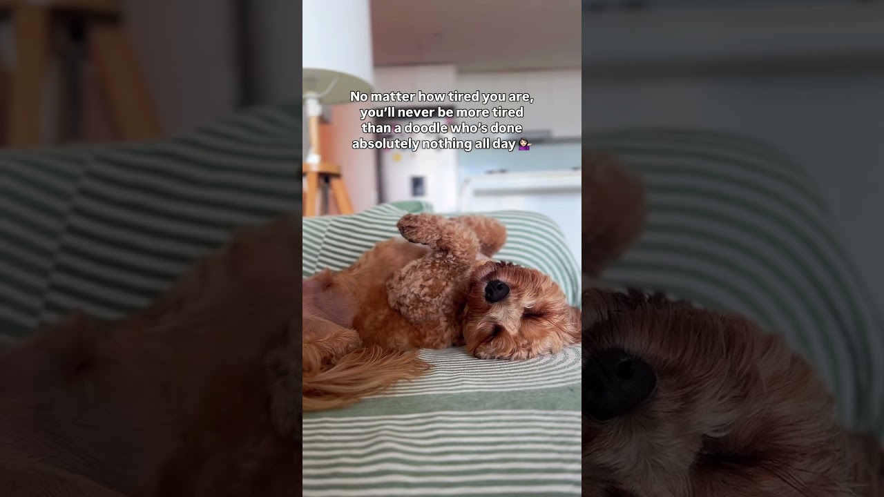 Being this cute is exhausting, okay?