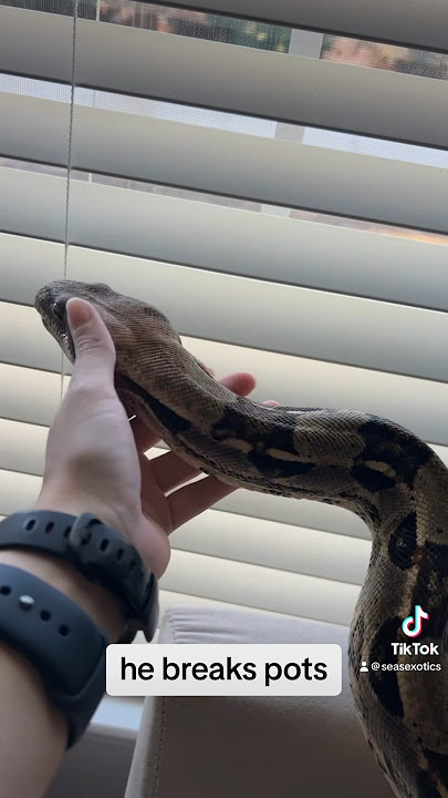 My 8 foot red tail boa requires supervision when I handle him for this reason #reptiles #snake