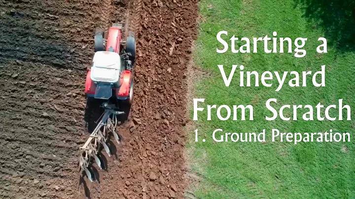 Transforming Our Land: From Overgrown Mess to Thriving Vineyard