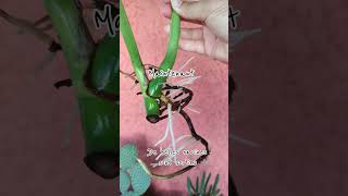 Download Lagu BOUTURE MONSTERA UPDATE 💚 #plants #gardening #garden #home #plantes #greenlove MP3