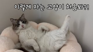 VLOG | 요상한 자세로 자는 무무 | 건방진 고양이 같으니.. | 무무 말로 시작하는 영상 😅 by 무무네 일상 1,479 views 5 months ago 8 minutes, 45 seconds