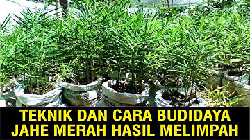 Teknik dan Cara Budidaya Jahe Merah Hasil Melimpah