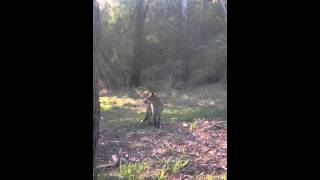 Whistling a fox in VIC