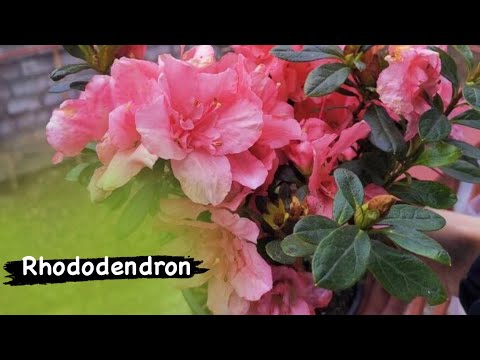 Video: Rhododendron Çalılarını Gübreleme - Bir Rhododendron'u Nasıl ve Ne Zaman Besleyeceğinizi Öğrenin