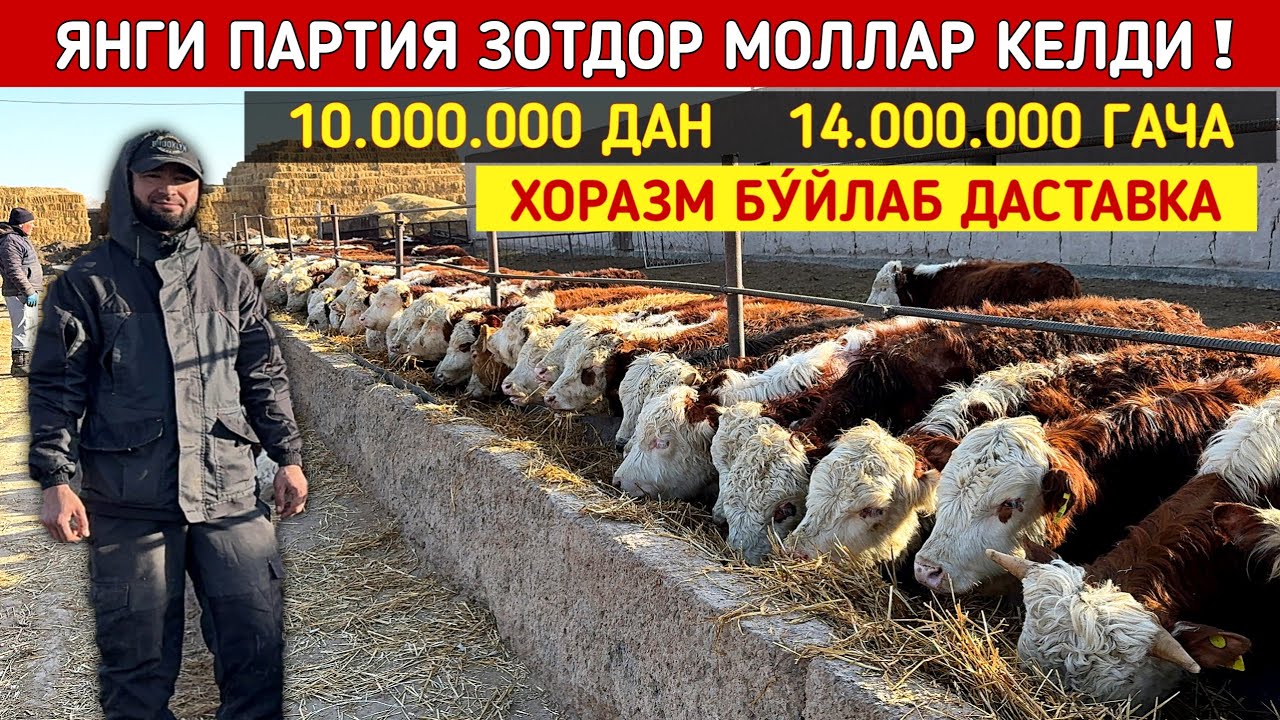 XUSNIDDIN АKA N1 ЯНГИ ПАРТИЯ ЗОТДОР МОЛЛАРИ КЕЛДИ ХОРАЗМ БУ́ЙЛАБ ДАСТАВКА !!! ХОРАЗМ БОЗОР