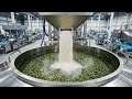 Innovation High- Tech Banana Leaf Process