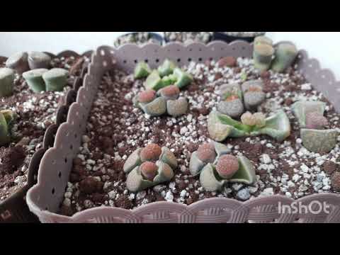 วีดีโอ: Taxodium - เอฟีดราผลัดใบ
