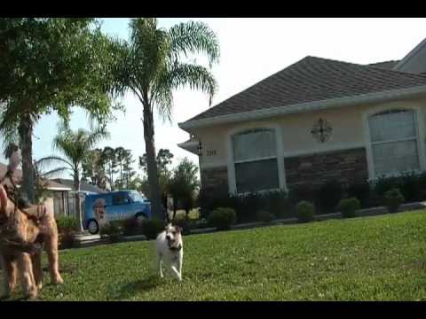 Dog Fence Demonstation