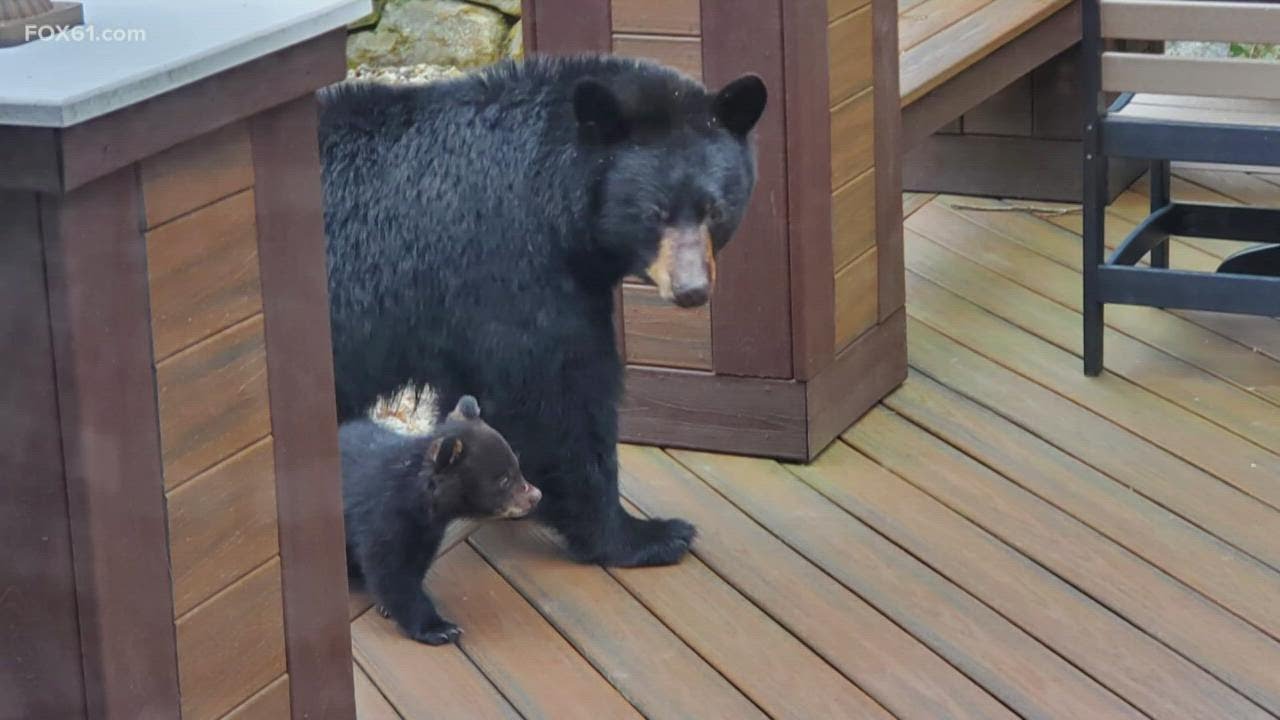 What to do during a bear encounter