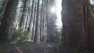 Hd  4k  Sun In The Trees   Free Amazing creative Commons