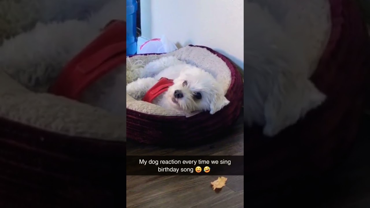 Dog Singing Birthday song 