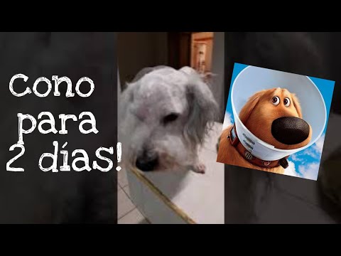 Video: Cómo conseguir perros cómodos usando un cono