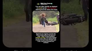 A Dangerous Encounter Charging Elephant #wildlife #scary