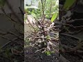 Ficus Racemosa // Bonsai mame loa #bonsai #bonsaitree #bonsaiworld