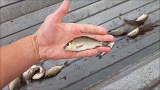 Видео Зарыбление карпом водохранилища. Рабочий день рыбовода (автор: Как работают рыбхозы. Разведение и выращивание рыбы)