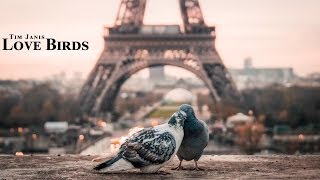 Peaceful Relaxing Instrumental Music, Meditation Soft Music, "Love Birds" by Tim Janis screenshot 4