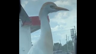 A Bird that Looks Like Donald Trump || ViralHog
