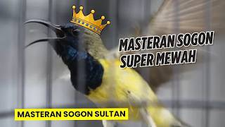 Download lagu Paling jOSS‼️ MASTERAN SOGON SUPER TERBAIK | Masteran Sogon Juara