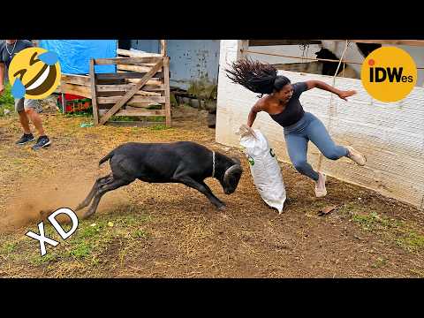 VIDEOS DE RISA 😎 SI TE RÍES PIERDES NIVEL DIOS #447 🤣 HUMOR VIRAL MEXICANO🤣