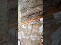 traditional way of tapping rubber trees #shorts