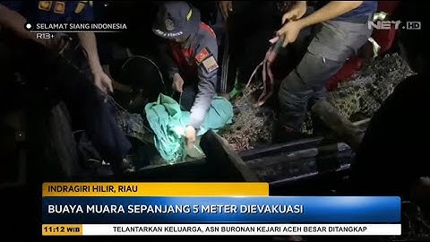 Buaya Muara Sepanjang 5 Meter Dievakuasi - SSI
