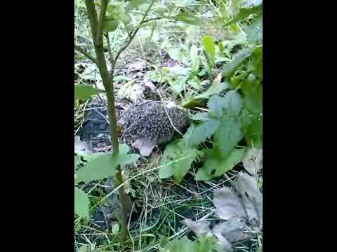 Ежик в лесу - YouTube