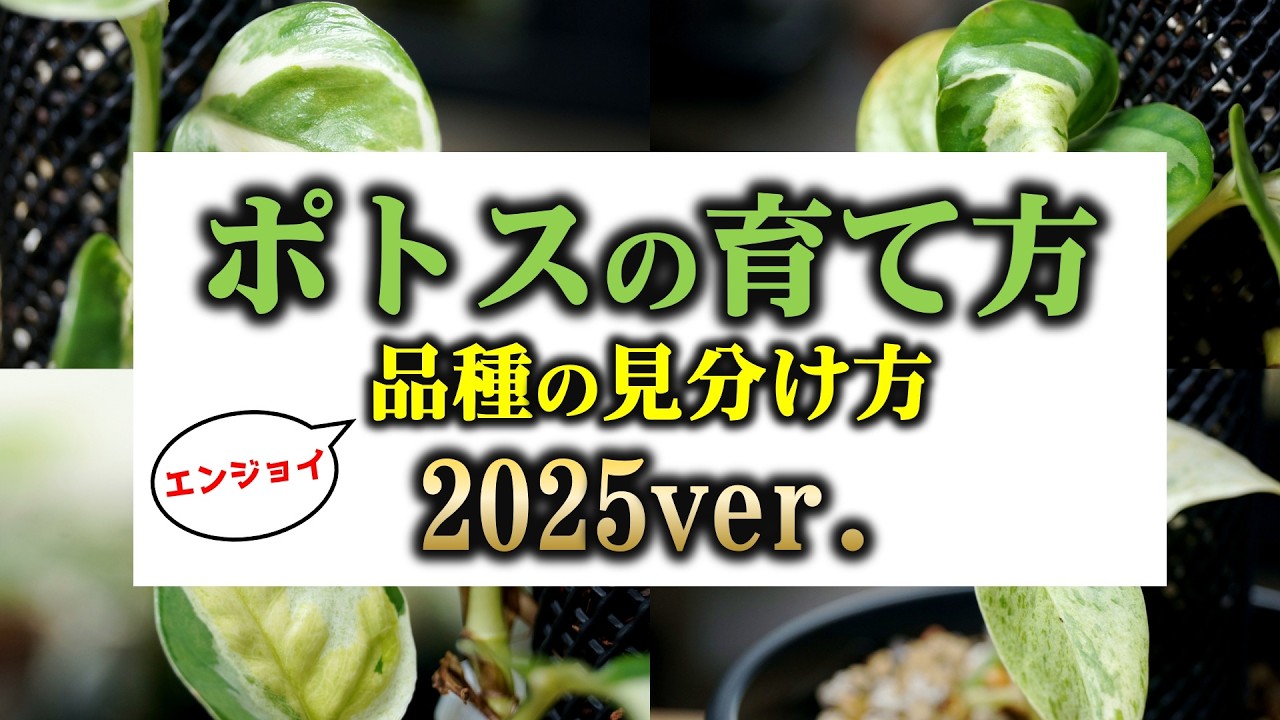 進化が止まらない！超人気の観葉植物の育て方・品種の見分け方♪【ポトスの植え替え】