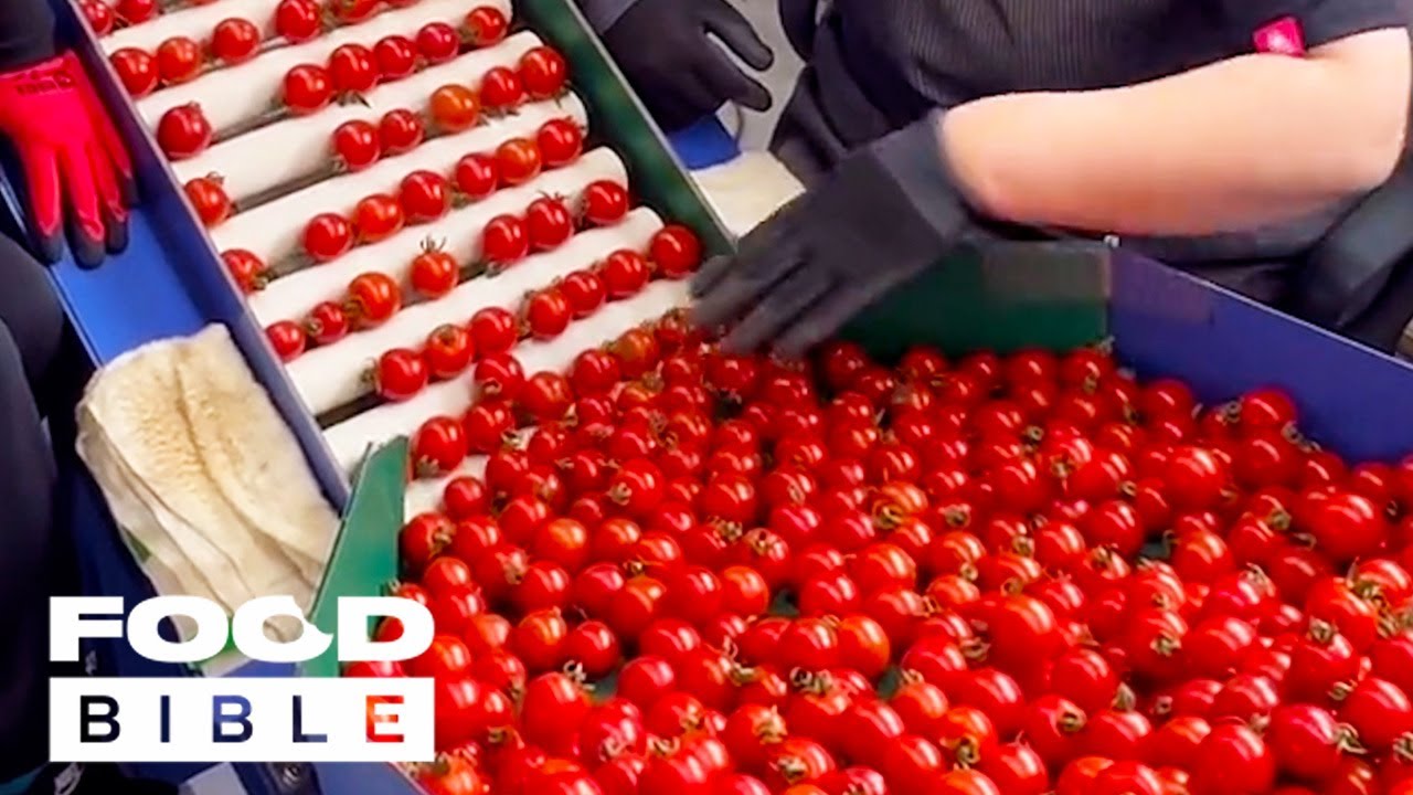 Behind the Scenes of a Tomato Factory FOODbible YouTube