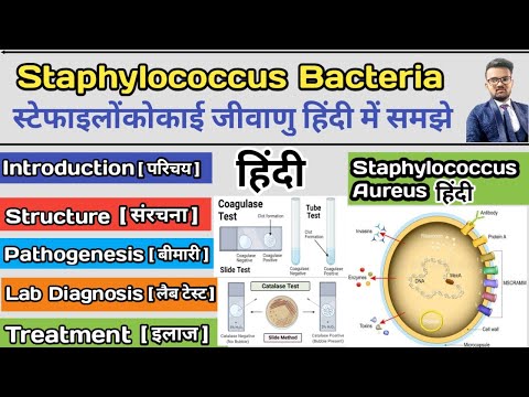 वीडियो: स्टेफिलोकोकस ऑरियस ग्राम पॉजिटिव क्यों है?