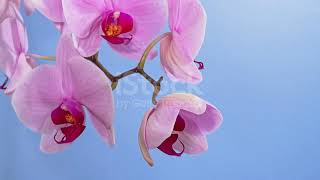 Soft music sleeping music relaxing music Relaxing Music 24/7 I Meditation Music | stress relief screenshot 4