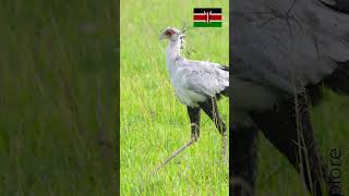 On a trouvé l'oiseau le plus stylé de la savane ! 🌿