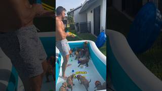I Threw A Puppy Pool Party