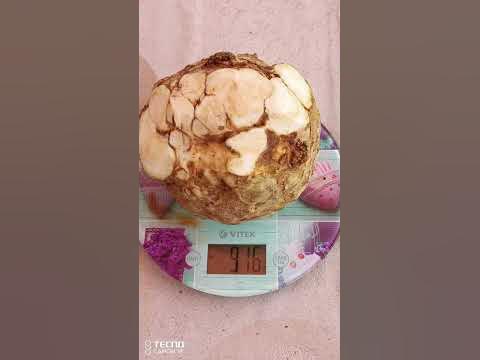 Сельдерей корневой Диамант. - YouTube