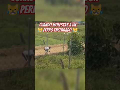 short no moleste xq te joden #cat #dogs #viralvideo #comedy