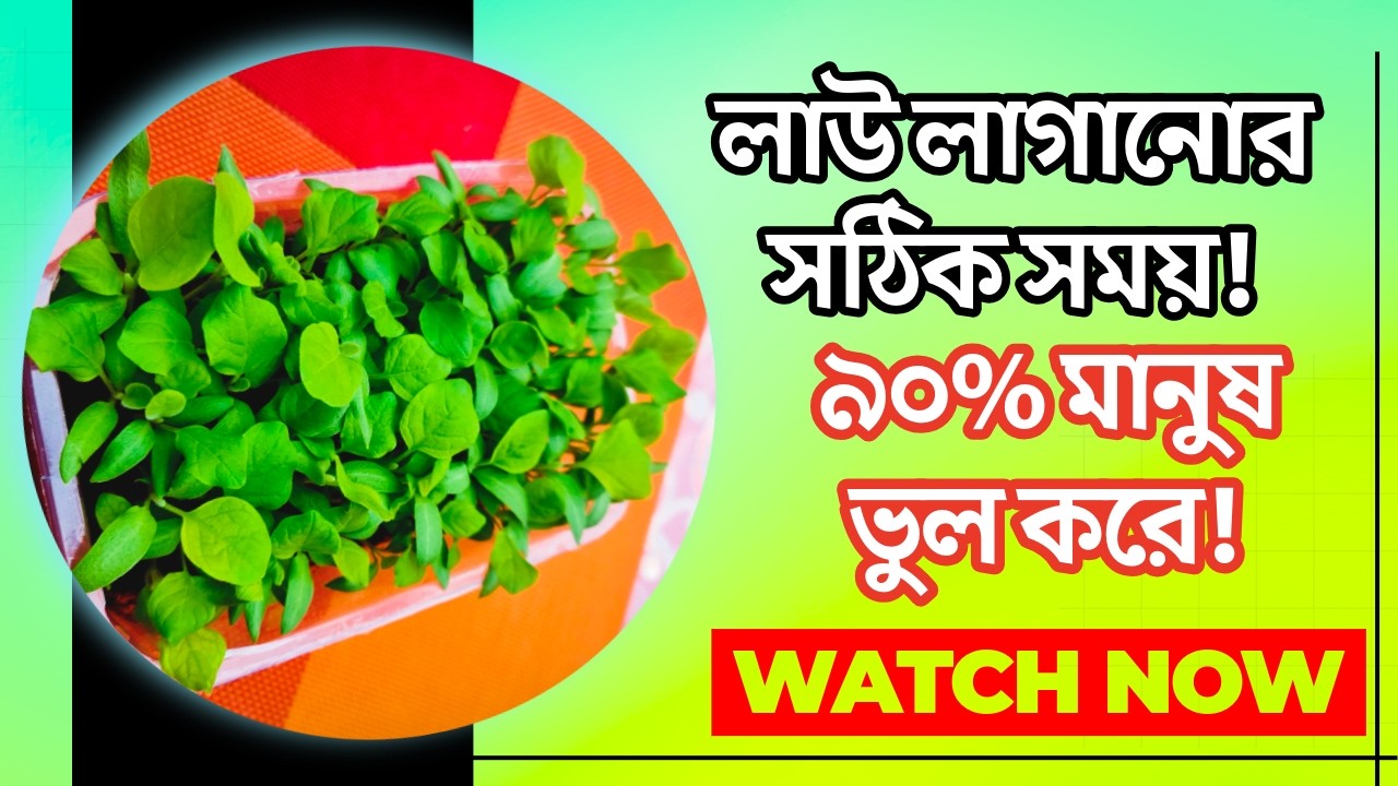 লাউ গাছ লাগানোর সঠিক সময় কোনটি? ১০০% ফলন নিশ্চিত করুন! | লাউ চাষের গোপন পদ্ধতি ২০২৬ 🌱🔥