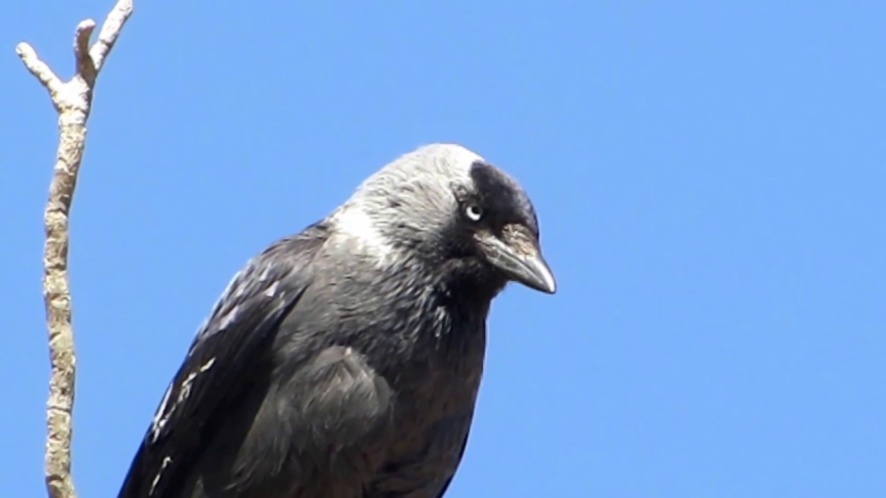 Jackdaw (Corvus monedula) - Κάργια - Καλιακούδα - Κολίος - Cyprus