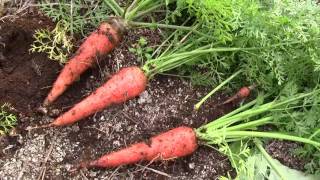 無農薬　にんじん　せいじつ野菜　噂のニンジン