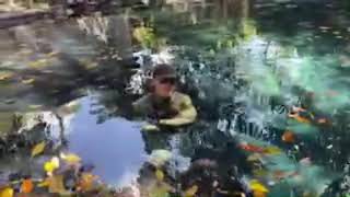 Live swimming with gators !