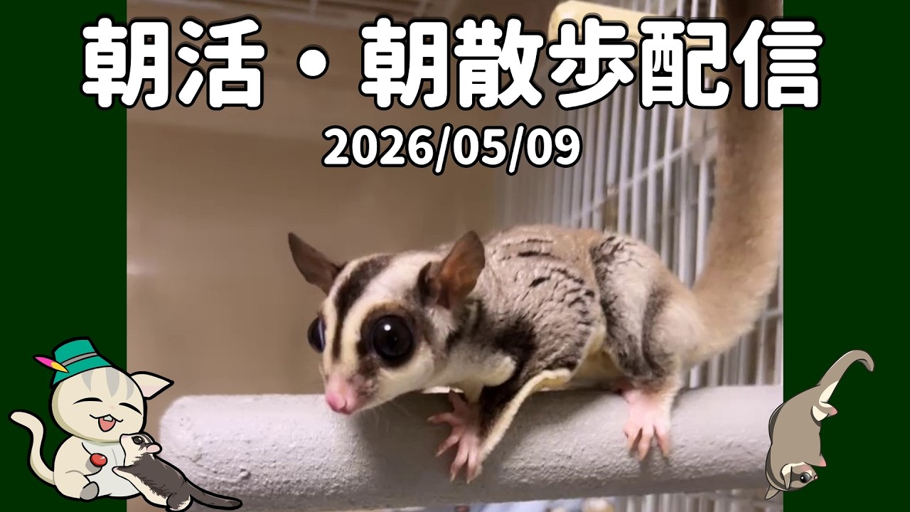 フクロモモンガ】【朝活】 2026/05/09 7時のフクモモ部屋んぽ&お世話