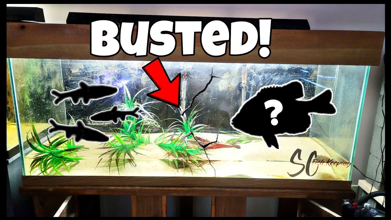Fish Tank BREAKS While Setting Up Native Fish Aquarium! YouTube