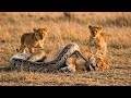A Giant Python Attacks a Mother Lion, You Won't Believe Who Saved Her